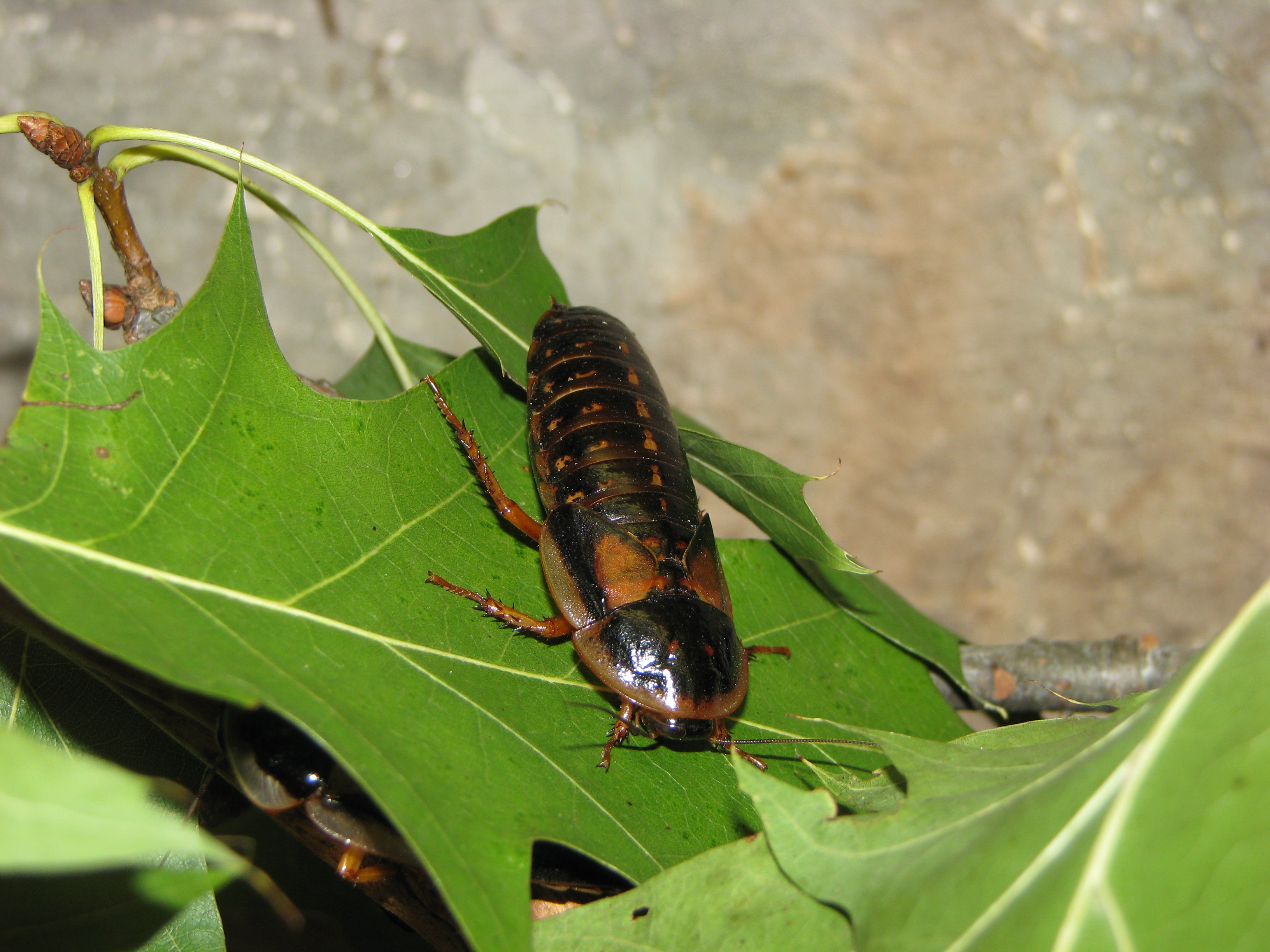 Picture of a Dubia roach.