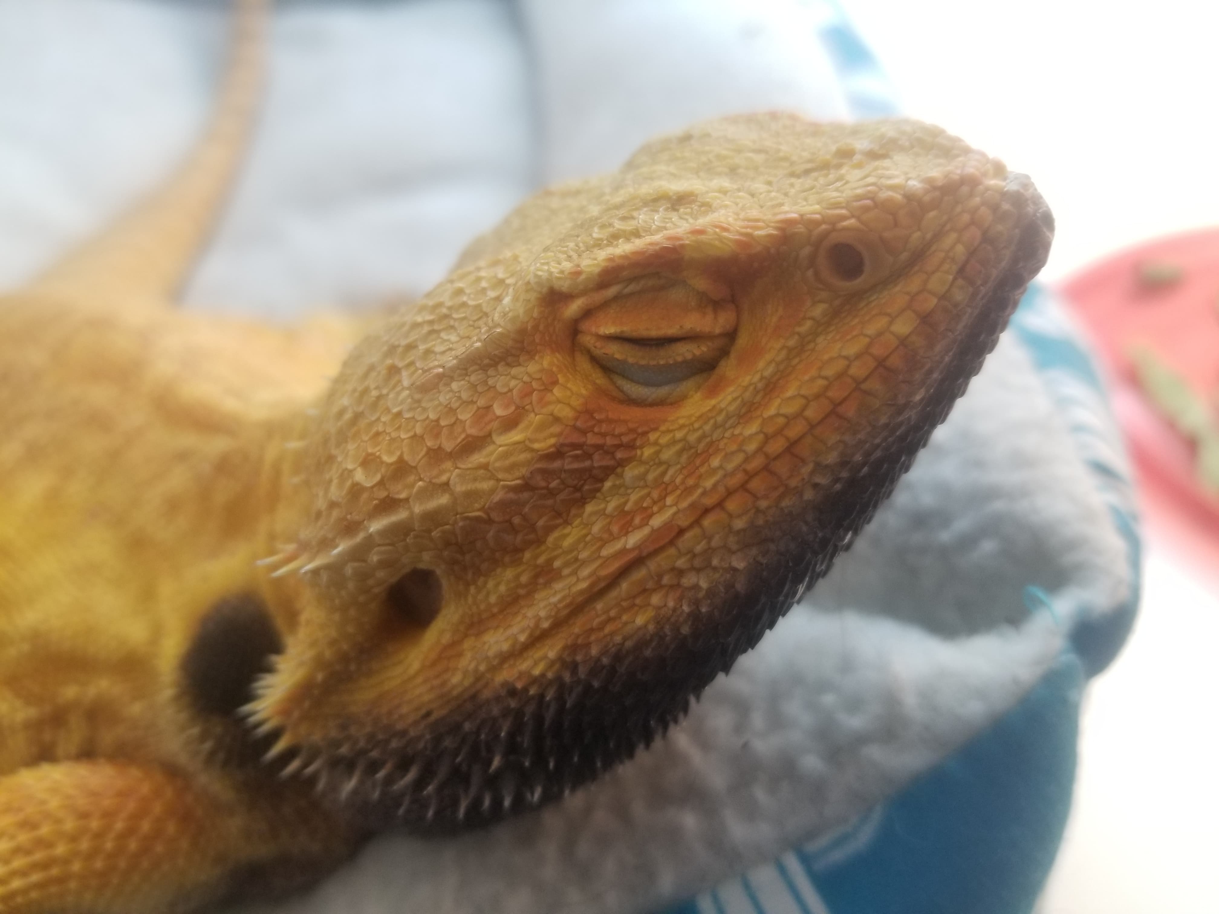 Picture of a Bearded Dragon.