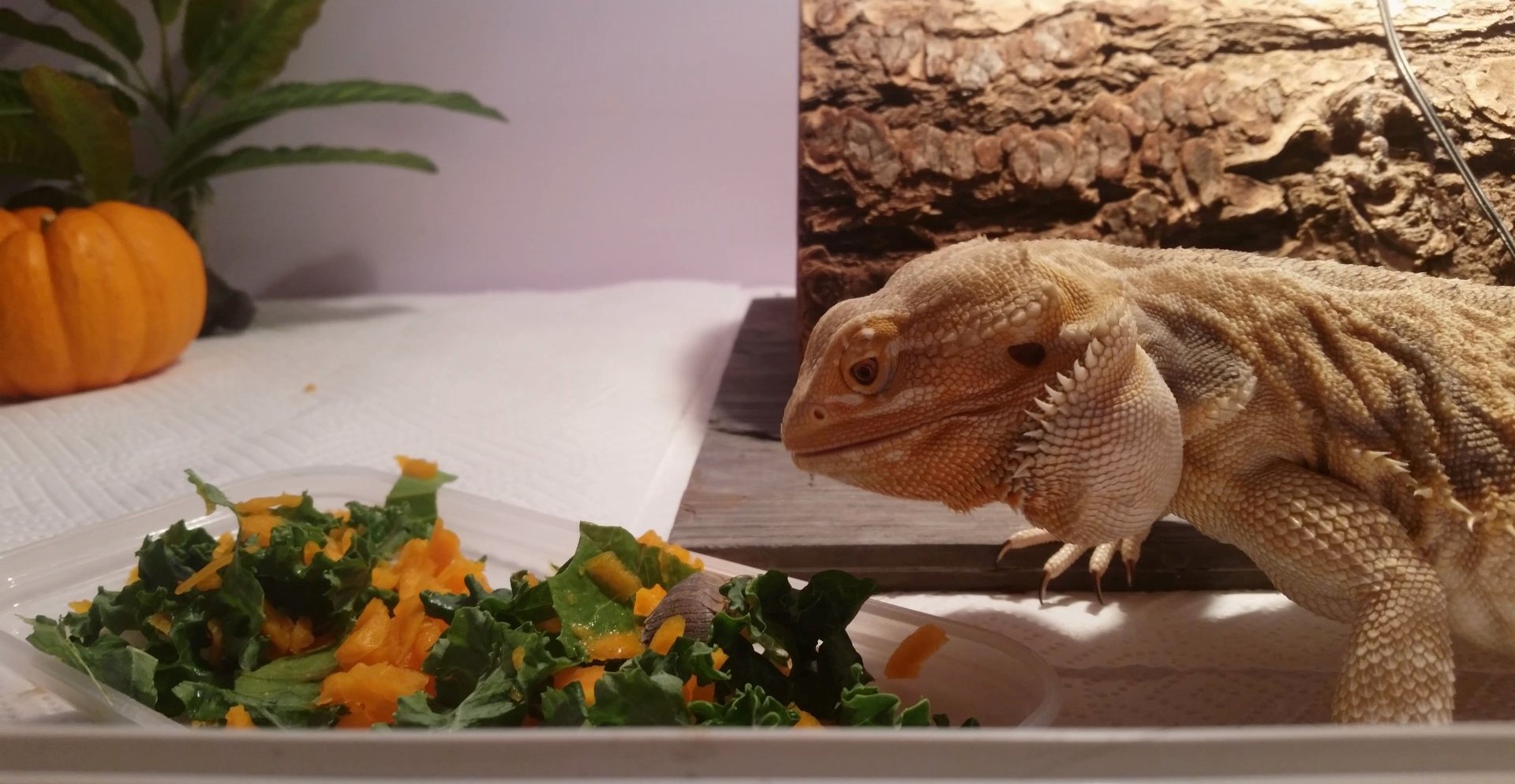 Training Your Bearded Dragon To Eat Vegetables Bearded Dragon Owners