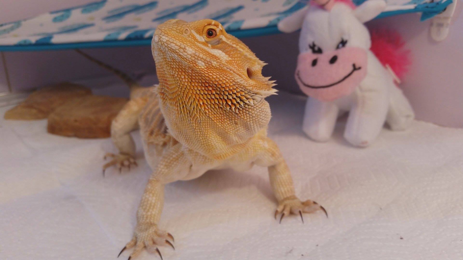 Picture of a Bearded Dragon.