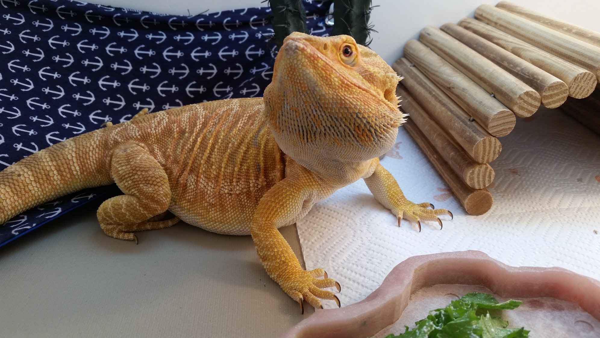 Picture of a Bearded Dragon.